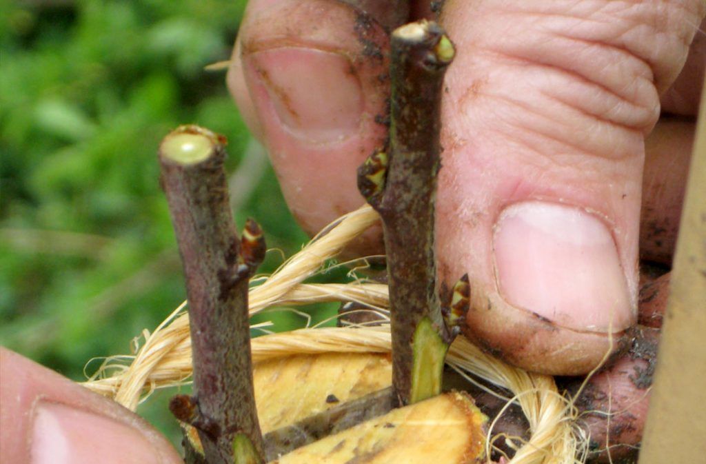 Conseil sur les techniques de greffe.