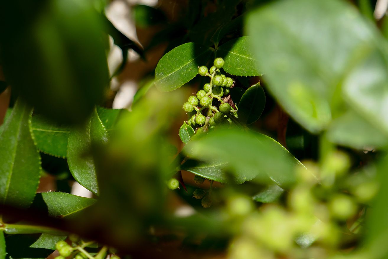 Les poivres Zanthoxylum - Centre National de Pomologie