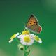 papillon sur fond vert