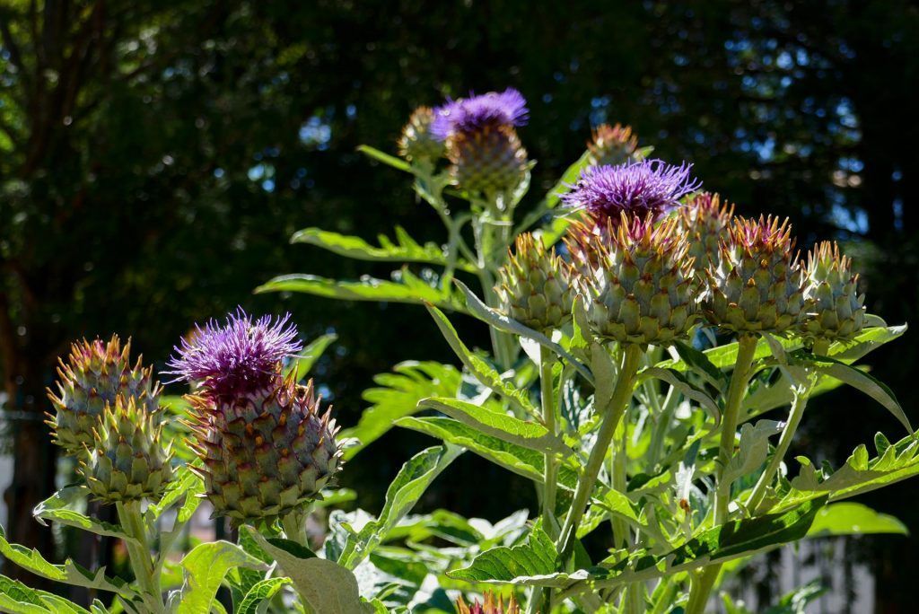 Les cardons du jardin médiéval.