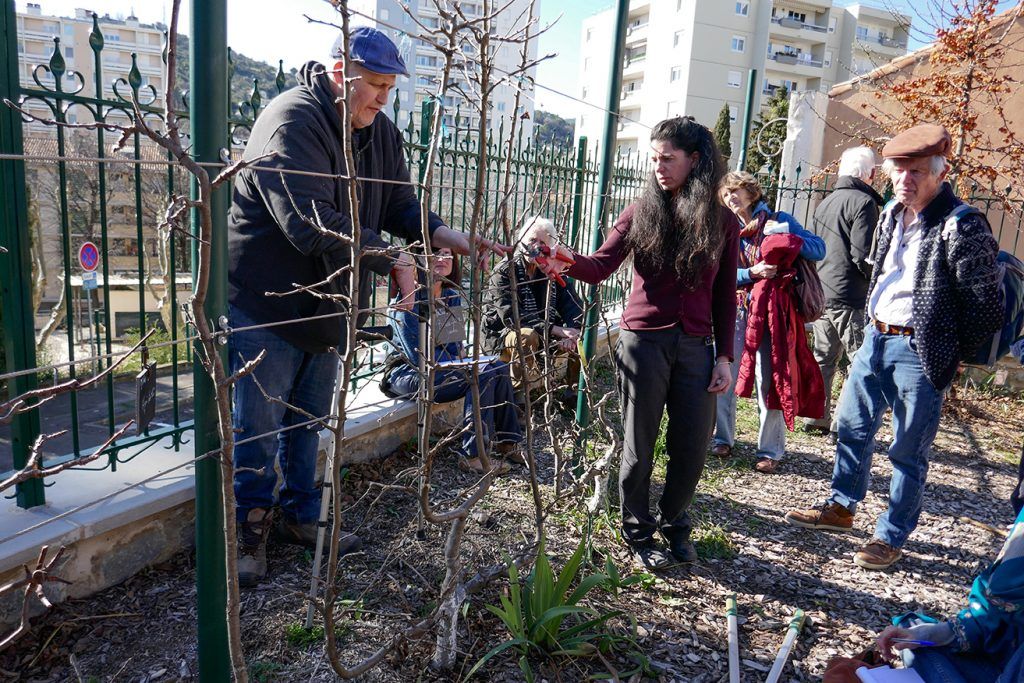 Démonstration de taille de pommiers en espaliers.