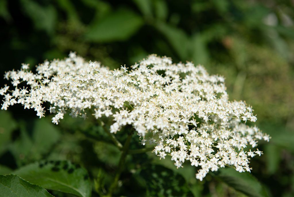 Fleurs de sureau.