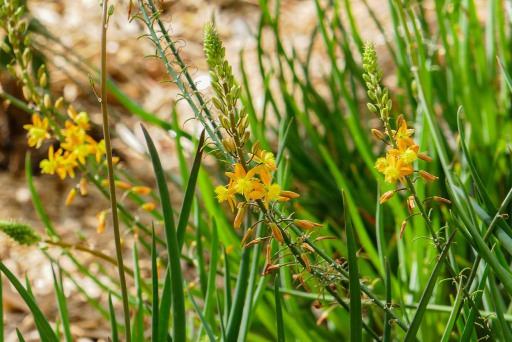 Asphodèle, jardin Méditerranéen.