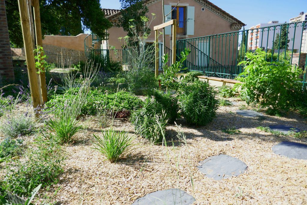 Les lavandes du jardin Méditerranéen.