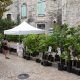 producteur de figuier a vezenobres dans le gard