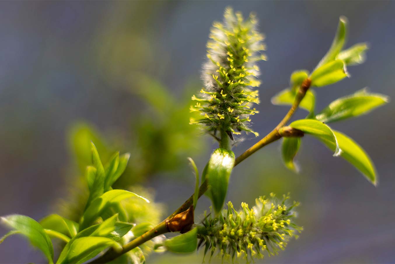 L'eau de saule, une hormone de bouturage naturelle et efficace - Centre  National de Pomologie