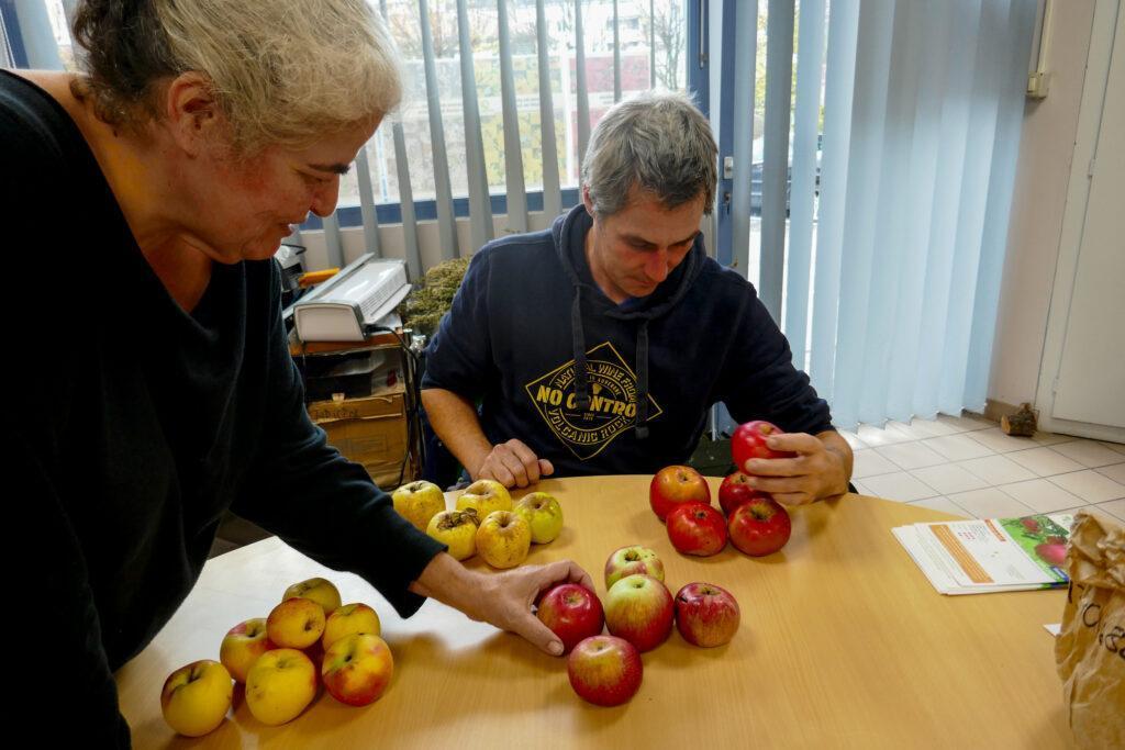 pomologue et naturaliste devant des pommes.