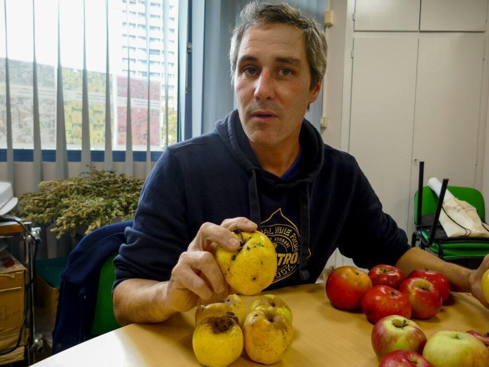 Homme avec des pommes devant une table.