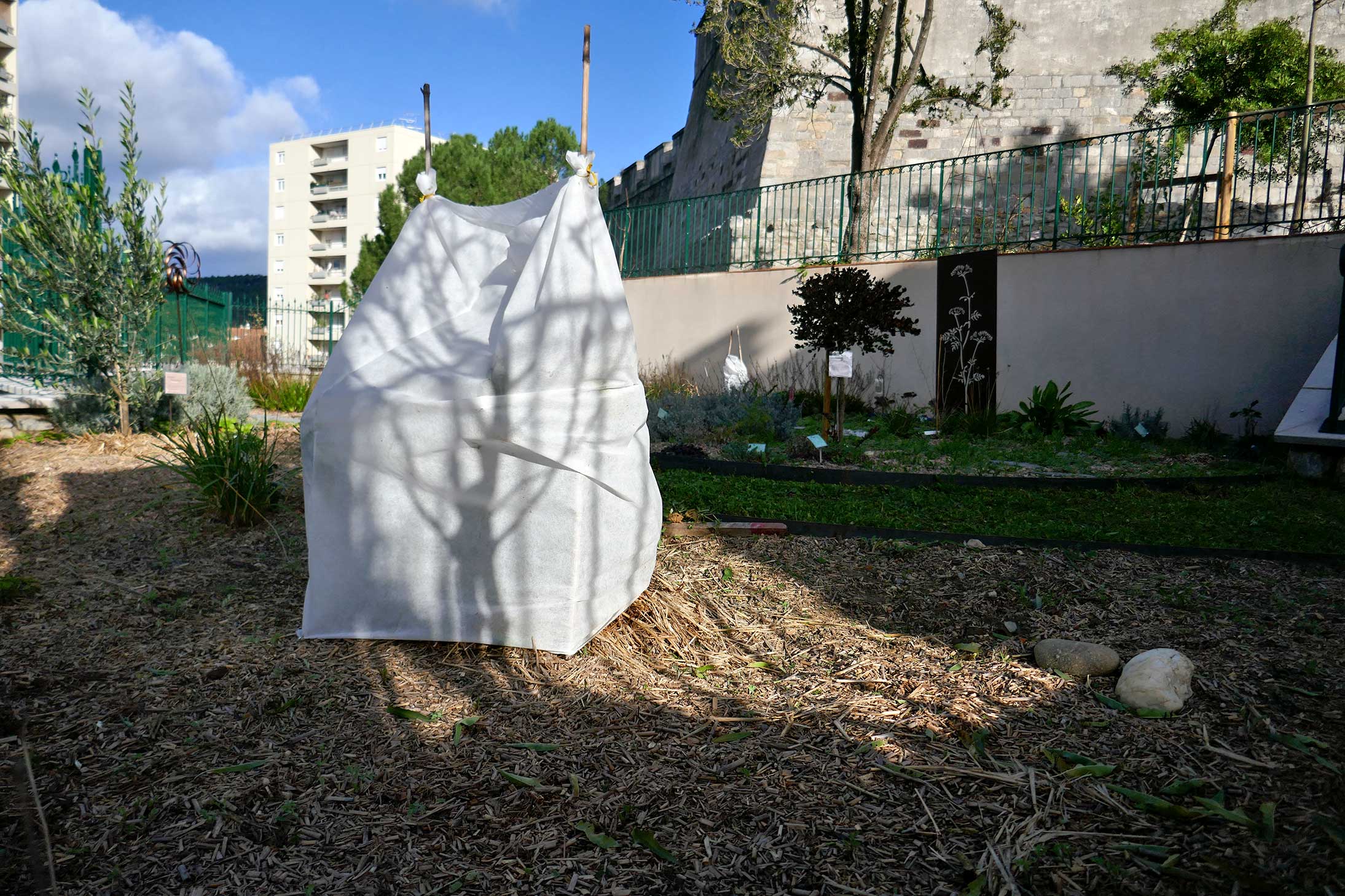 L'hivernage des agrumes - Centre National de Pomologie