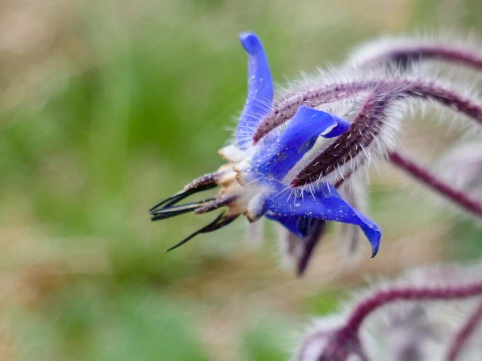 fleur bleue