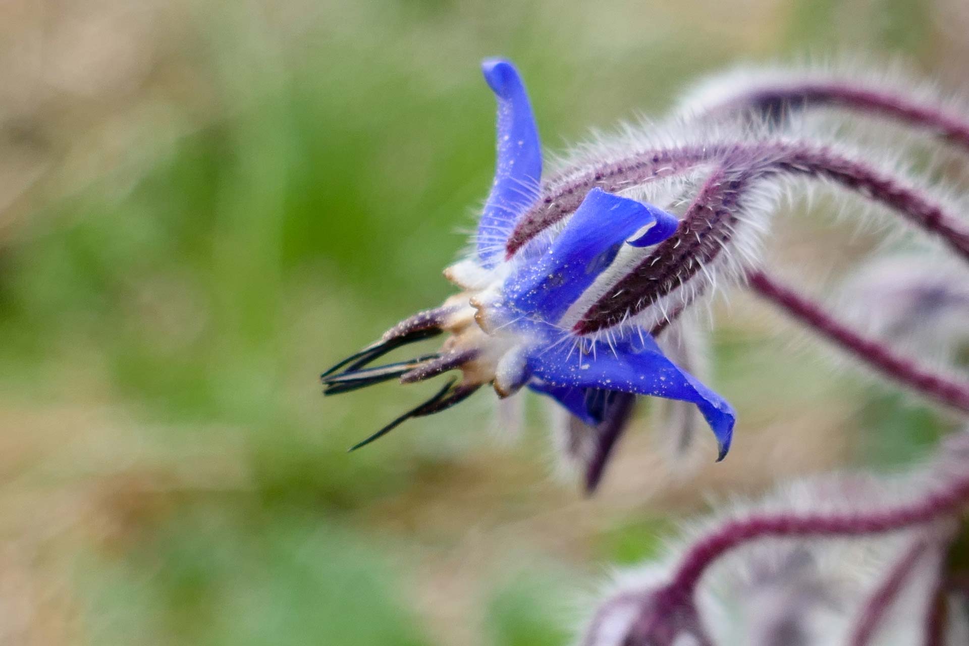 fleur bleue