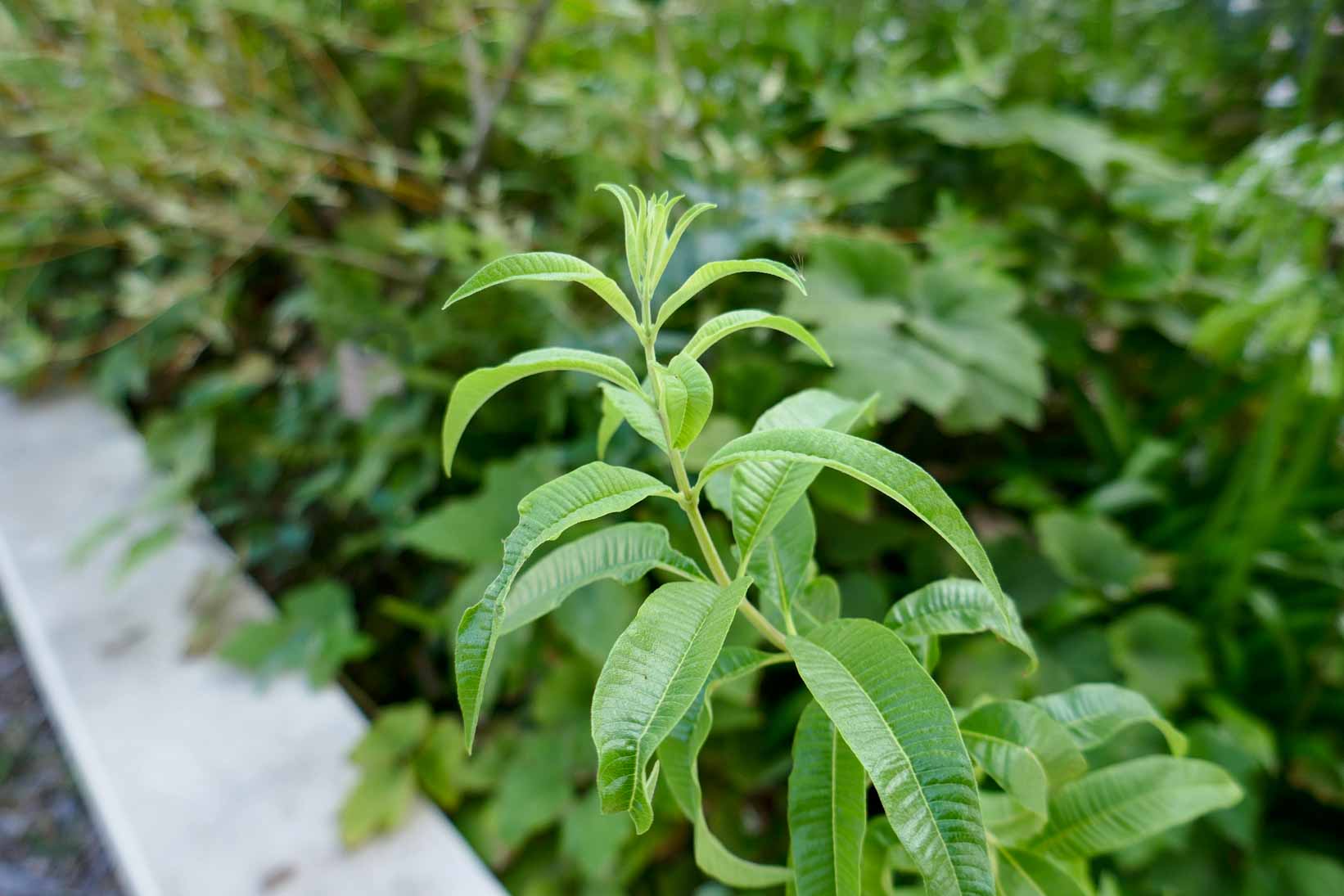 Verveine Citronelle - Aloysia citriodora - Plante aromatique