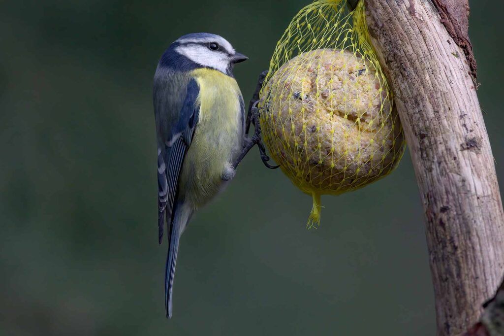 Boules de graisse pour nourrir les oiseaux