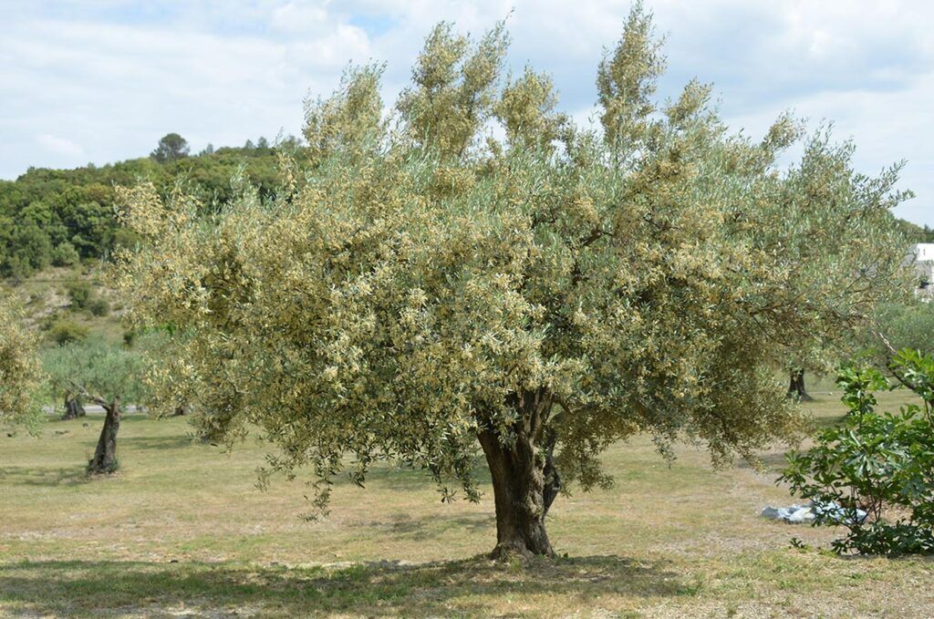 expo olivier jardin méditerranéen 02