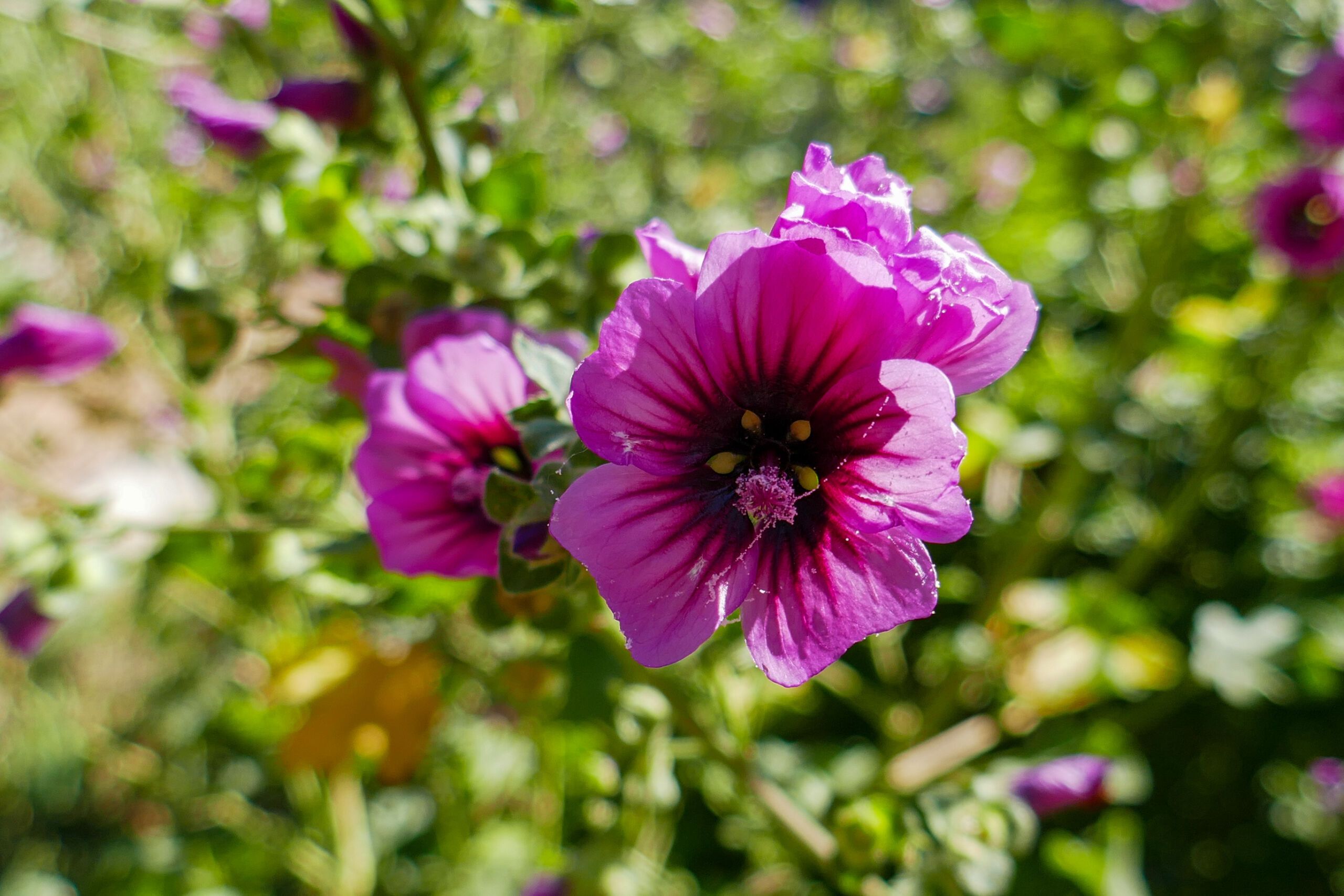 mauve