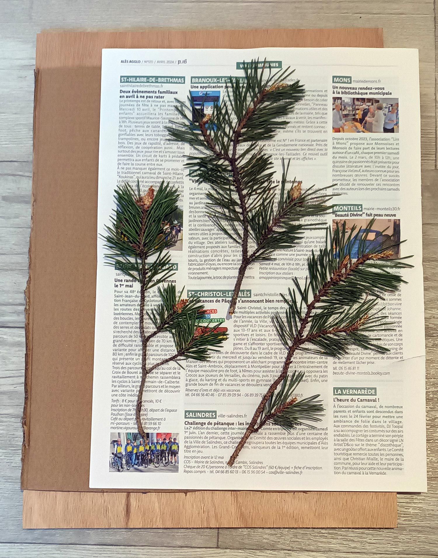 Plante sous presse.