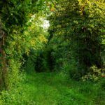 chemin ouvert dans une foret verte en été