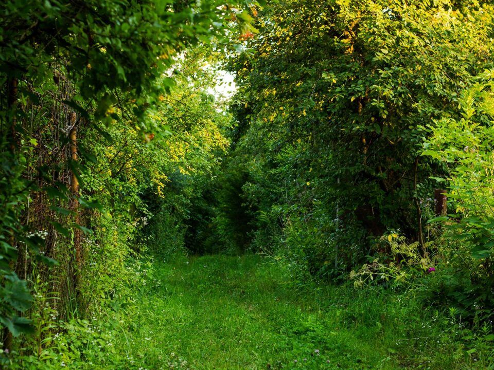 chemin ouvert dans une foret verte en été