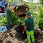 deux jardiniers guident la descente d'un citronnier dans un trou