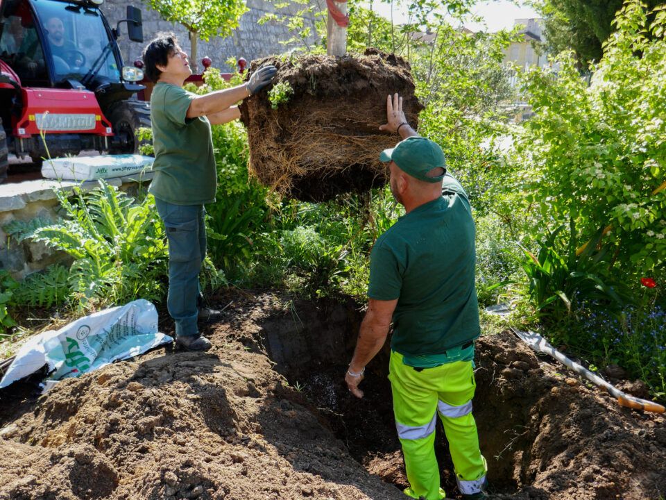 deux jardiniers guident la descente d'un citronnier dans un trou