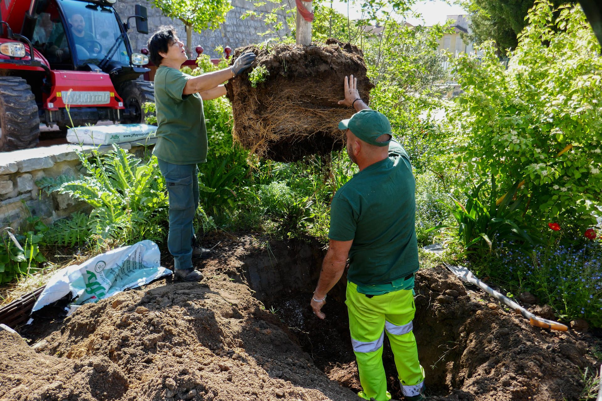 deux jardiniers guident la descente d'un citronnier dans un trou