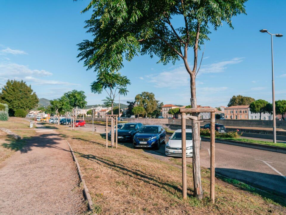 de jeunes arbres sont maintenus par des tuteurs après avoir été plantés à Alès dans le Gard.