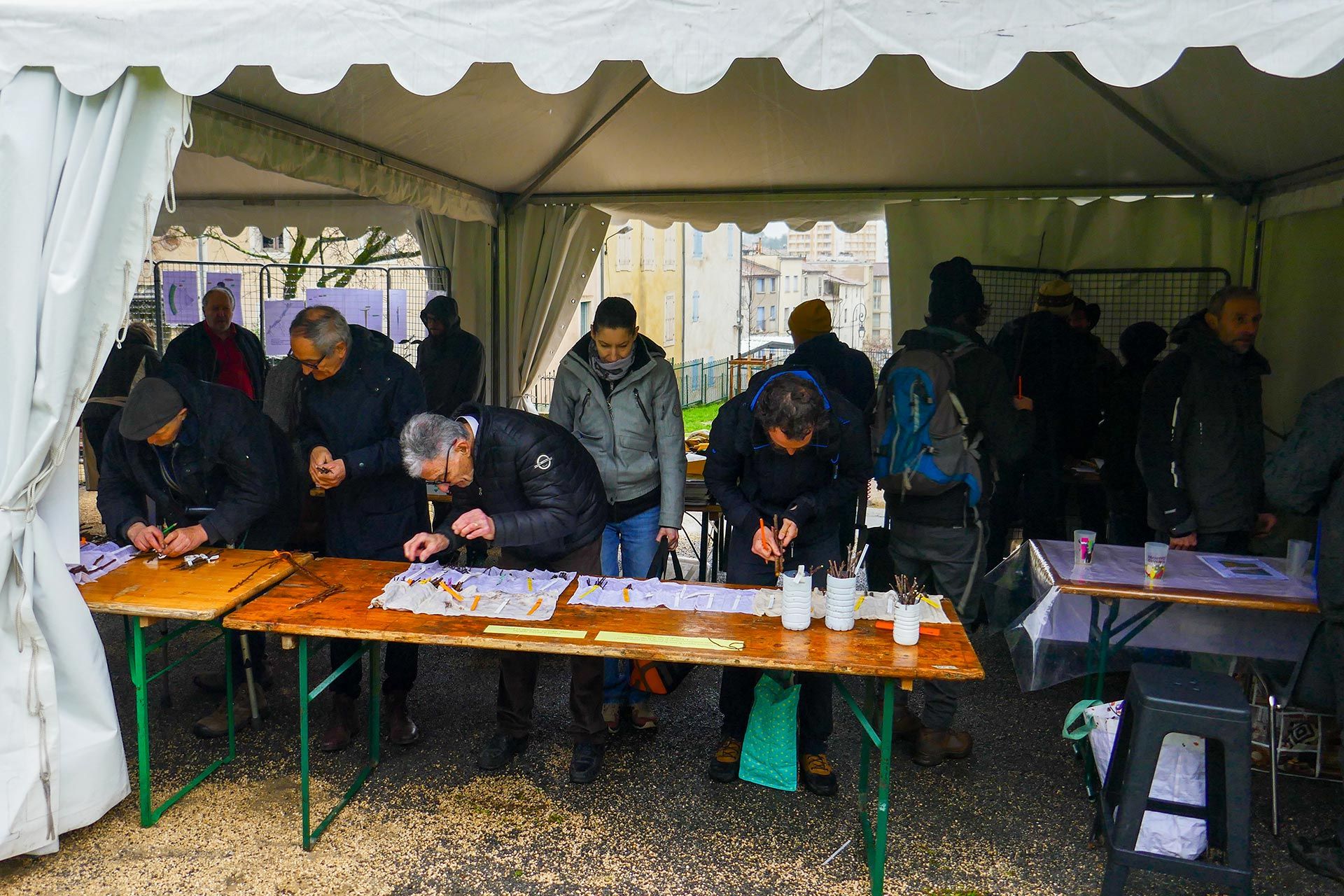 des hommes et des femmes sont penchés sur une table sur laquelle sont posés des greffons.