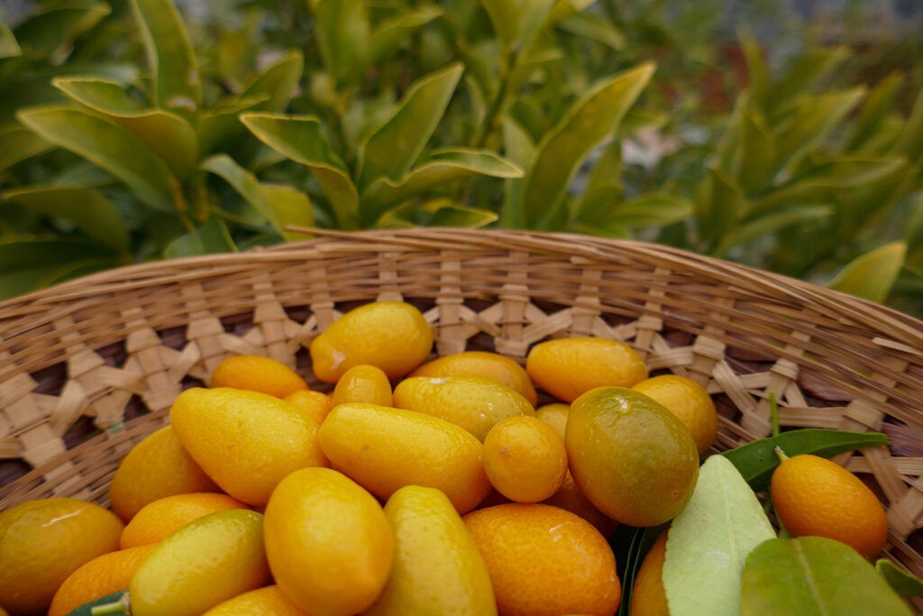 Tutoriel : sirop cru aux plantes, citron et orange - 1