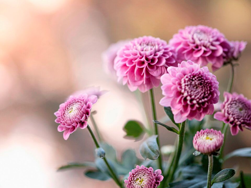 Dhalia © AdobeStock/mycatherina